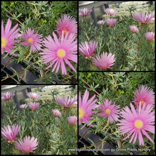 Pigface Soft Light Pink x 1 Succulents Groundcover Plants Flowering Hanging Baskets Rockery Pots Hardy Drought Frost Tough Evergreen Mesembryanthemum crystallinum